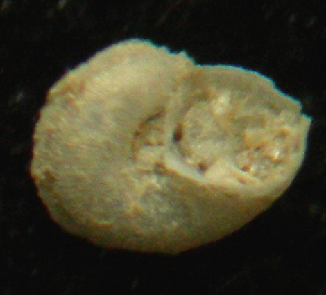 Anatoma affinis